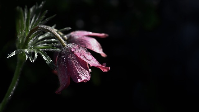 https://pixabay.com/photos/flower-petals-drip-dark-violet-4161610/ / Helga Kattinger from Pixabay https://pixabay.com/photos/flower-petals-drip-dark-violet-4161610/